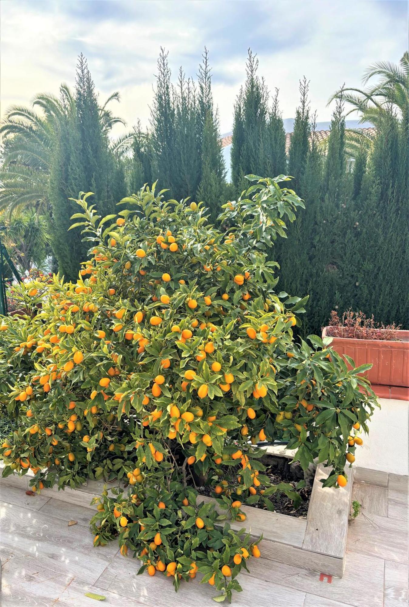 Villa Esmeralda Altea la Vieja Bagian luar foto